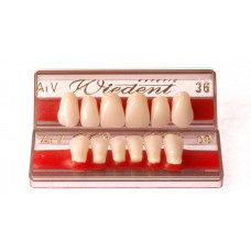 WIEDENT predné zuby podľa Vity 6ks