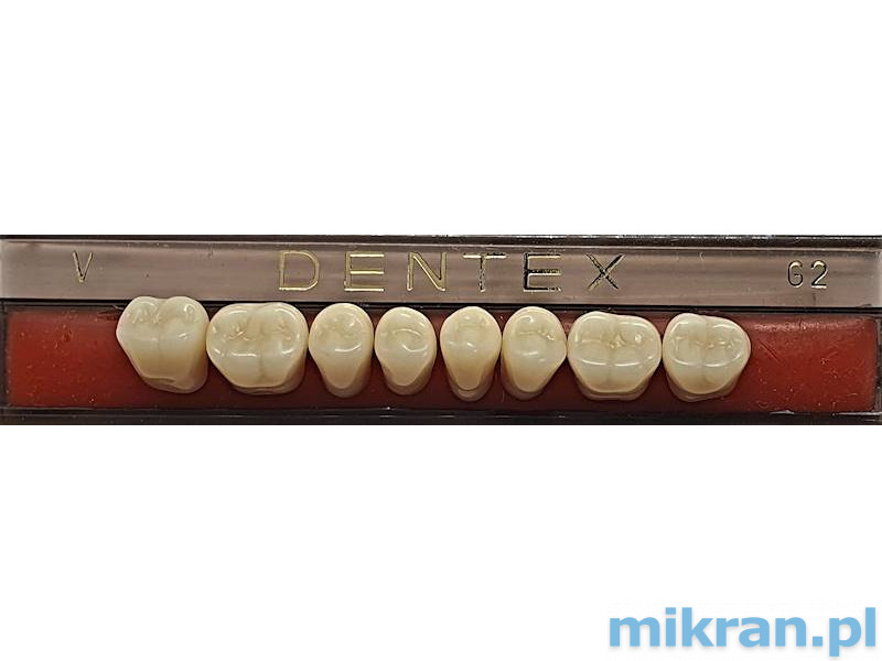 Bočné zuby Dentex 8 ks